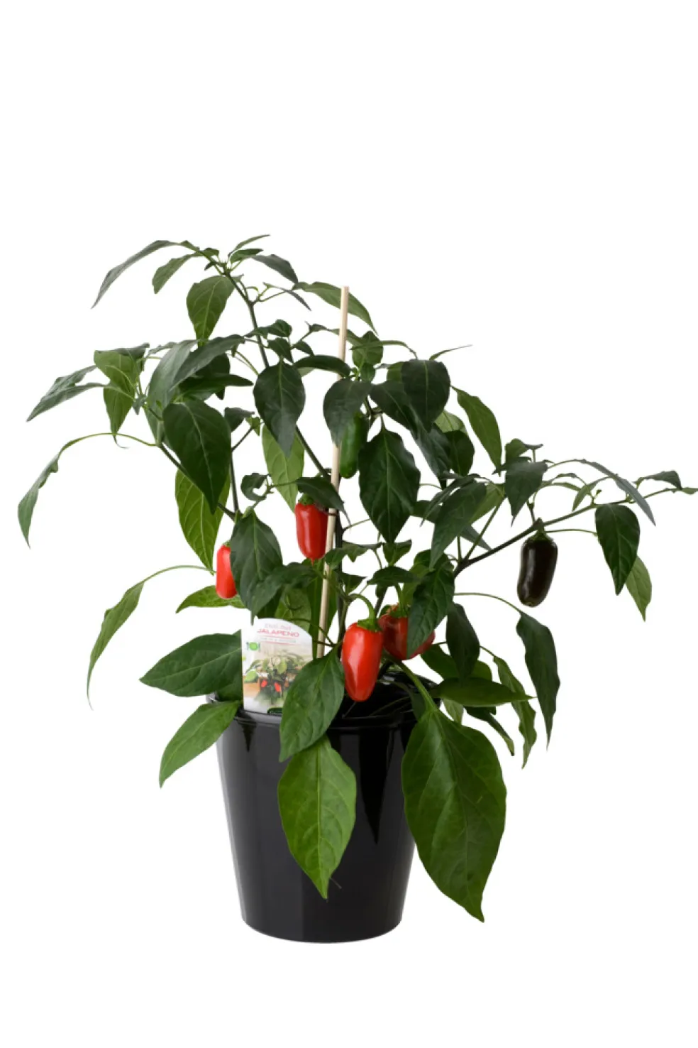 Peppar/Chili Mix Ø11 cm