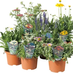 Perenner Mix Ø17 cm