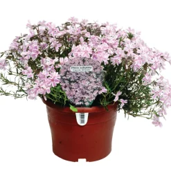 Perenner Mix Ø17 cm