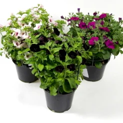 Petunia Ø21 cm