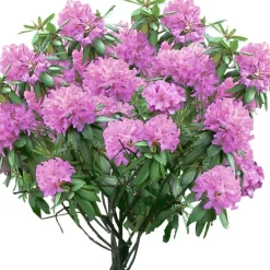 Rhododendron Ø23 cm