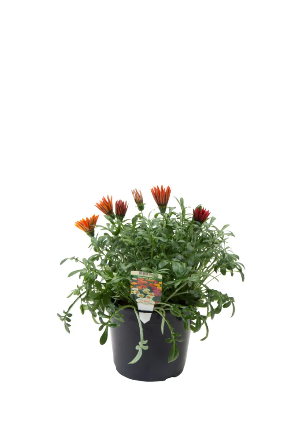 Sommarblommor Mix Ø21 cm