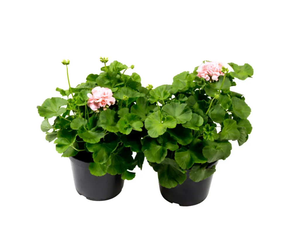 Sommarblommor Mix Ø21 cm