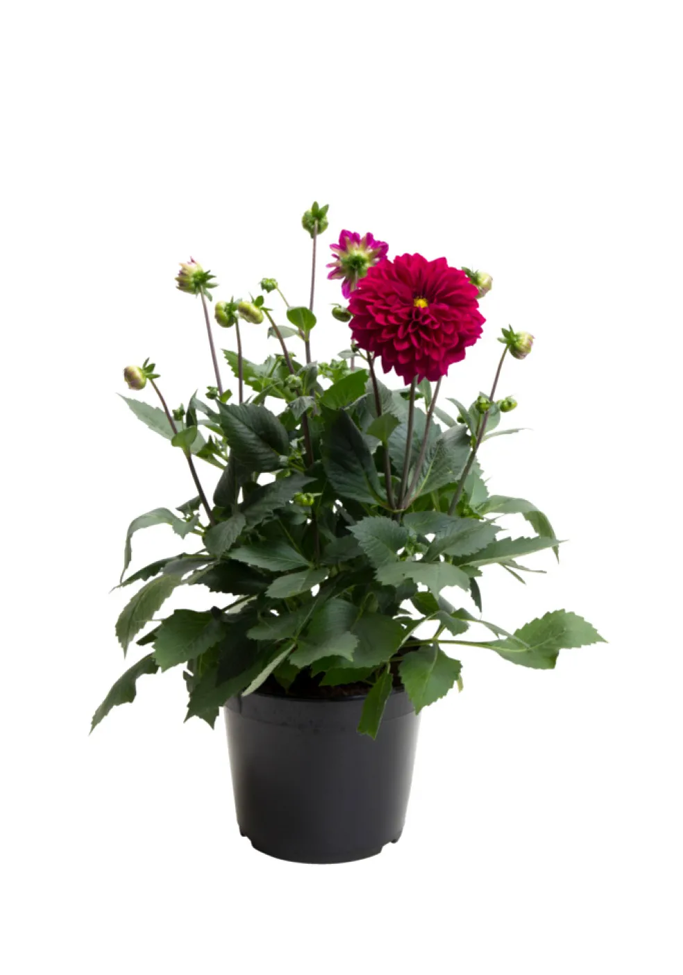 Sommarblommor Mix Ø21 cm