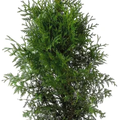 Thuja H80-100 x Ø21 cm