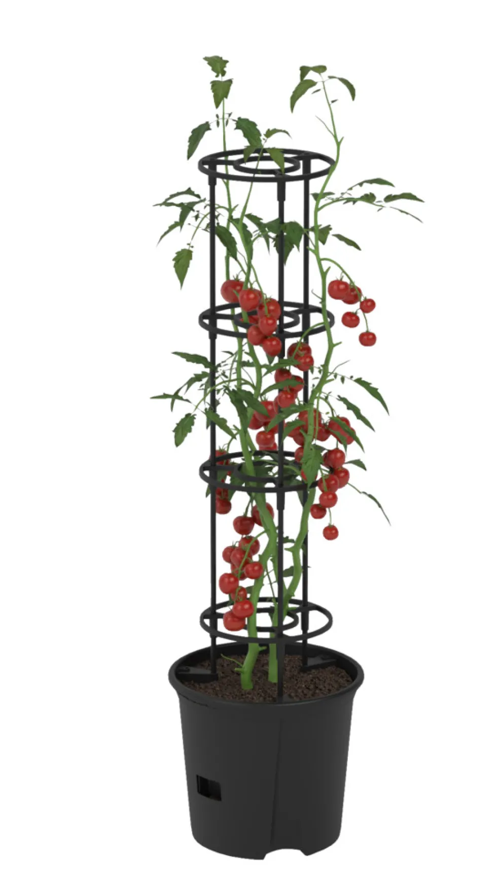 Tomatkruka Ø30 cm m/spaljé 115 cm